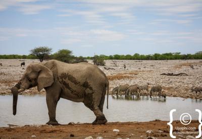 White rhino Etosha National Park Namibia 22270km² wildlife photography