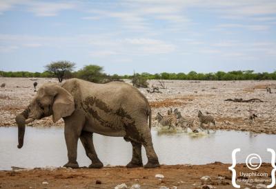 White rhino Etosha National Park Namibia 22270km² wildlife photography
