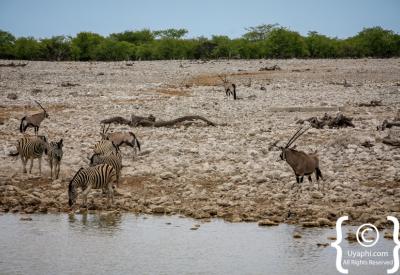 Lion pride Etosha National Park Namibia Big Five wildlife photography