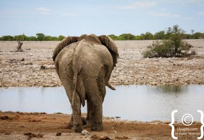 Lion pride Etosha National Park Namibia Big Five wildlife photography