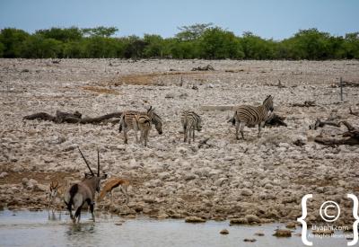 Leopard Etosha National Park Namibia Big Five wildlife photography