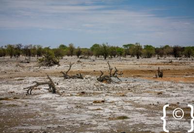 Etosha Pan vast white salt pan 22270km² Namibia National Park photography