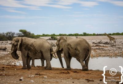 Leopard Etosha National Park Namibia Big Five wildlife photography