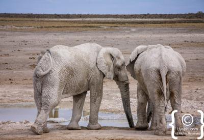 Leopard Etosha National Park Namibia Big Five wildlife photography
