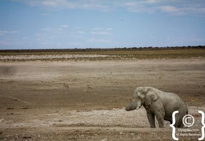 Cheetah Etosha National Park Namibia Big Five plains wildlife photography