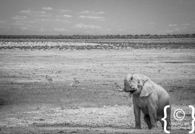 Cheetah Etosha National Park Namibia Big Five plains wildlife photography