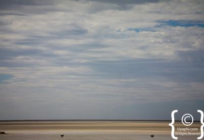 Cheetah Etosha National Park Namibia Big Five plains wildlife photography