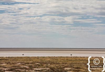 Black-faced impala Etosha National Park endemic species Namibia wildlife photography