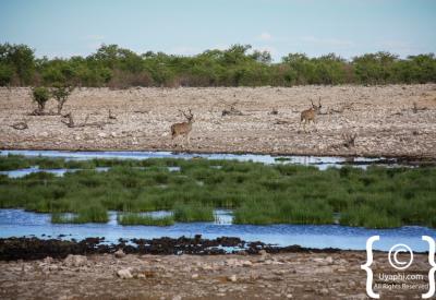 Black-faced impala Etosha National Park endemic species Namibia wildlife photography