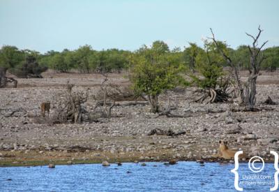 Black-faced impala Etosha National Park endemic species Namibia wildlife photography