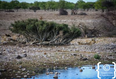 Giraffe waterhole Etosha National Park Namibia wildlife photography