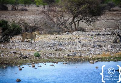 Giraffe waterhole Etosha National Park Namibia wildlife photography
