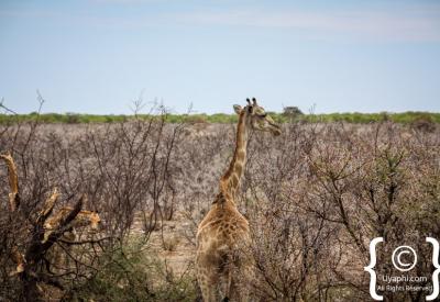 Etosha Pan vast white salt pan 22270km² Namibia National Park photography