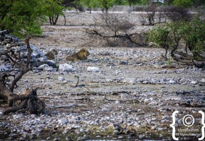 Giraffe waterhole Etosha National Park Namibia wildlife photography