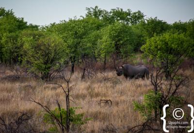 Zebra herd crossing Etosha Pan Namibia National Park wildlife photography