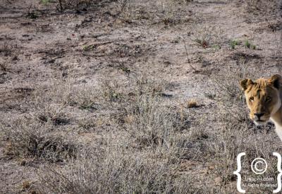 Zebra herd crossing Etosha Pan Namibia National Park wildlife photography