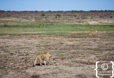 Zebra herd crossing Etosha Pan Namibia National Park wildlife photography