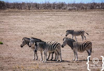 Floodlit waterhole night Etosha National Park Okaukuejo Namibia nocturnal wildlife