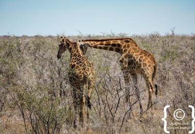 Floodlit waterhole night Etosha National Park Okaukuejo Namibia nocturnal wildlife