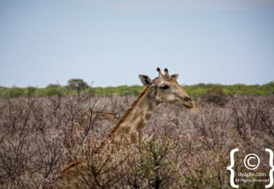 Elephant herd waterhole Etosha National Park Namibia wildlife photography