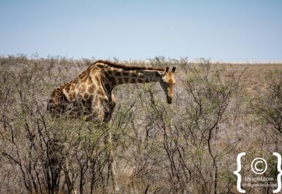 Multiple species waterhole Etosha National Park Namibia wildlife photography