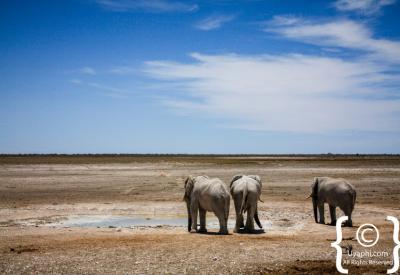 Multiple species waterhole Etosha National Park Namibia wildlife photography
