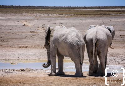Multiple species waterhole Etosha National Park Namibia wildlife photography