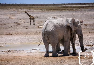 Game drive Etosha National Park self-drive 22270km² Namibia wildlife photography
