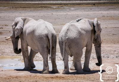 Game drive Etosha National Park self-drive 22270km² Namibia wildlife photography