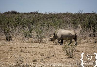 Game drive Etosha National Park self-drive 22270km² Namibia wildlife photography