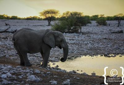 Springbok oryx plains Etosha National Park Namibia wildlife photography