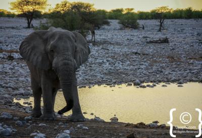 Etosha National Park mopane woodland landscape Namibia 22270km² photography