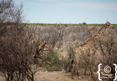 Elephant herd waterhole Etosha National Park Namibia wildlife photography