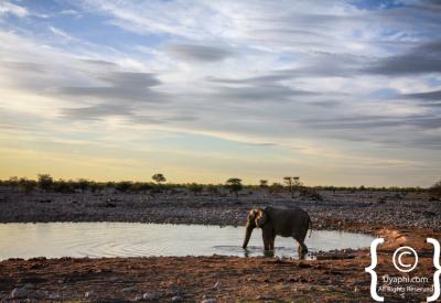 Etosha National Park mopane woodland landscape Namibia 22270km² photography