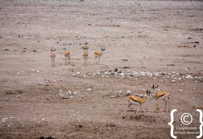 White-dusted elephant Etosha National Park salt pan unique photography Namibia