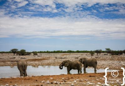 White-dusted elephant Etosha National Park salt pan unique photography Namibia