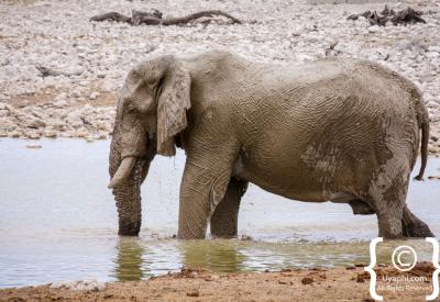 White-dusted elephant Etosha National Park salt pan unique photography Namibia