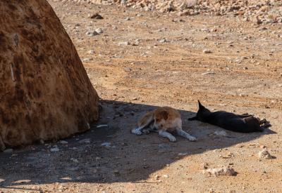 Ovahimba Himba man traditional dress Kaokoland Kunene River northern Namibia safari