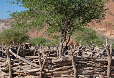 Ovahimba Himba elder village life Kunene River Kaokoland Namibia cultural safari tour