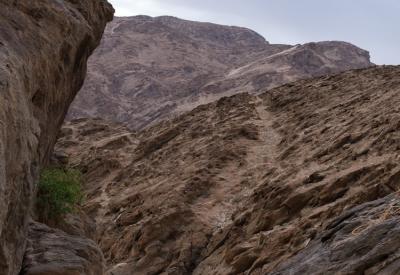 Desert-adapted elephant Hoanib River Valley riverbed Kaokoland Namibia Damaraland
