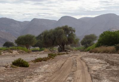 Springbok Hoanib River Valley Kaokoland northern Namibia desert wildlife photography