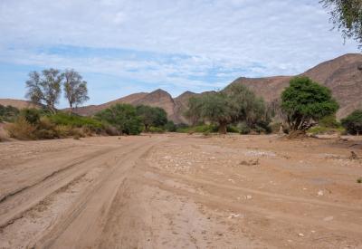 Desert lion tracks sand Hoanib River Valley Kaokoland Namibia heard but not seen