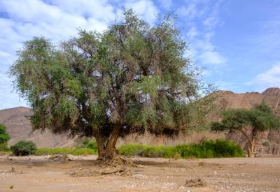 Hoanib River Valley floor wide plains Kaokoland Damaraland northern Namibia photography