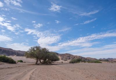 Hoanib River Valley desert vegetation riverbed Kaokoland Damaraland Namibia photography