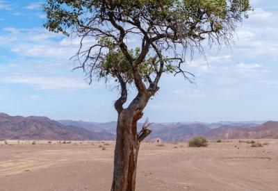 Desert-adapted elephant Hoarusib River Valley Kaokoland Namibia Skeleton Coast