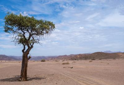 Desert-adapted elephant Hoarusib River Valley Kaokoland Namibia Skeleton Coast