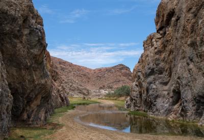 Desert elephant herd crossing Hoarusib River Kaokoland Namibia Skeleton Coast photography