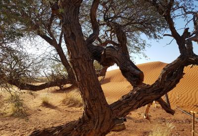 Namib Dune Star Camp sunrise Namib Desert dunes overnight excursion Namibia