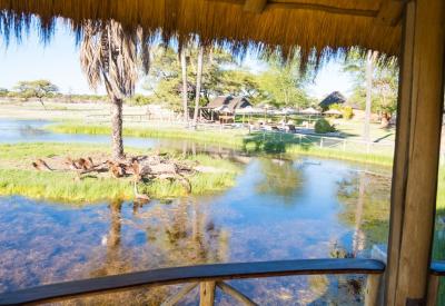 Wildlife at Onguma Bush Camp waterhole Onguma Game Reserve Etosha Namibia