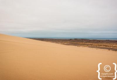 Desert lion Skeleton Coast National Park free-roaming Namibia remote safari photography